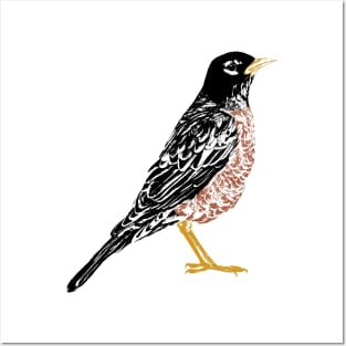American Robin Litho edit Posters and Art